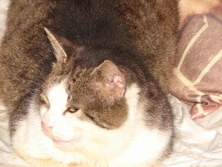 Kája
